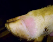 Blauzunge Symptome beim Schaf